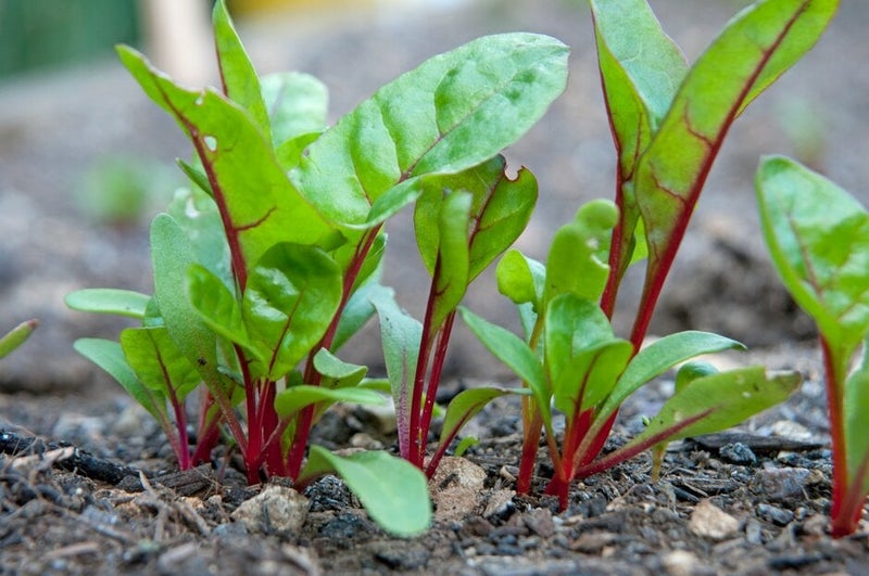 How to grow chard | RHS Guide