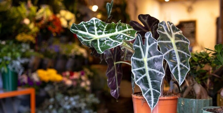 Alocasia
