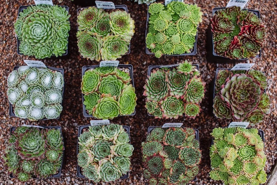 Pershore College Garden Centre and Nursery