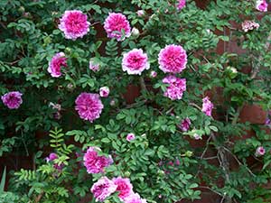 Roses (Rosa) / RHS Plant Guide