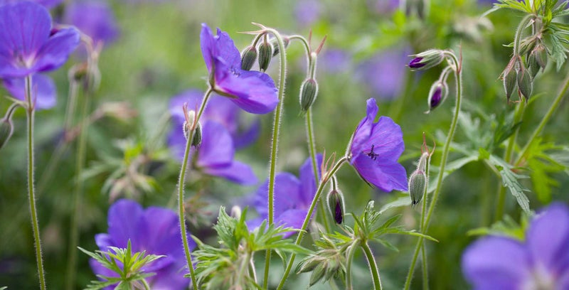 Introducing geraniums / RHS Plant Guide