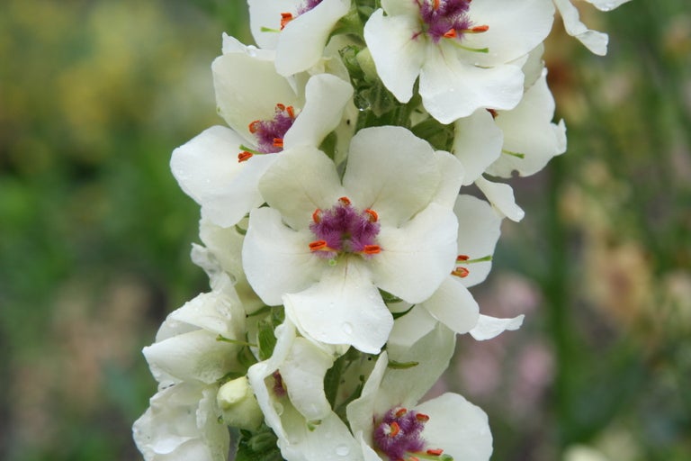 Buy verbascum from RHSplants.co.uk