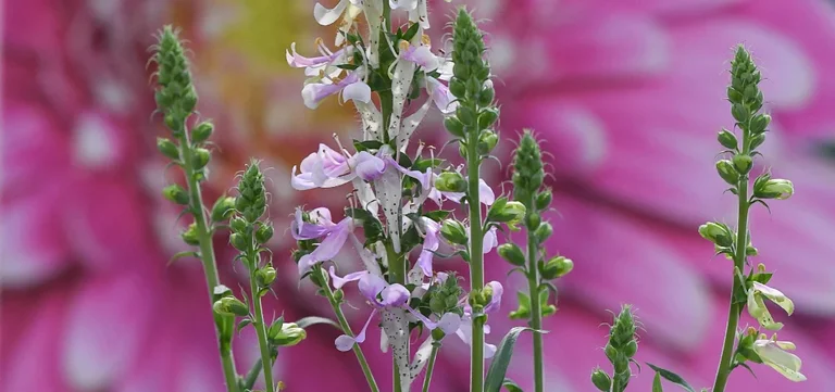 Digitalis ‘Apple Blossom’ wins Best in Show at HTA New Plant Awards