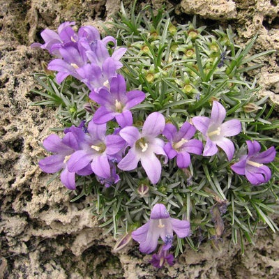 <i>Edraianthus pumilo</i> on tufa rock
