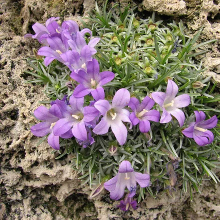 Alpine Roots How to grow alpines / RHS Growing Guide