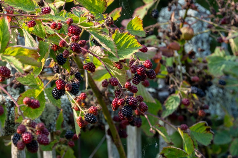 Blackberries ripening at RHS Rosemoor
