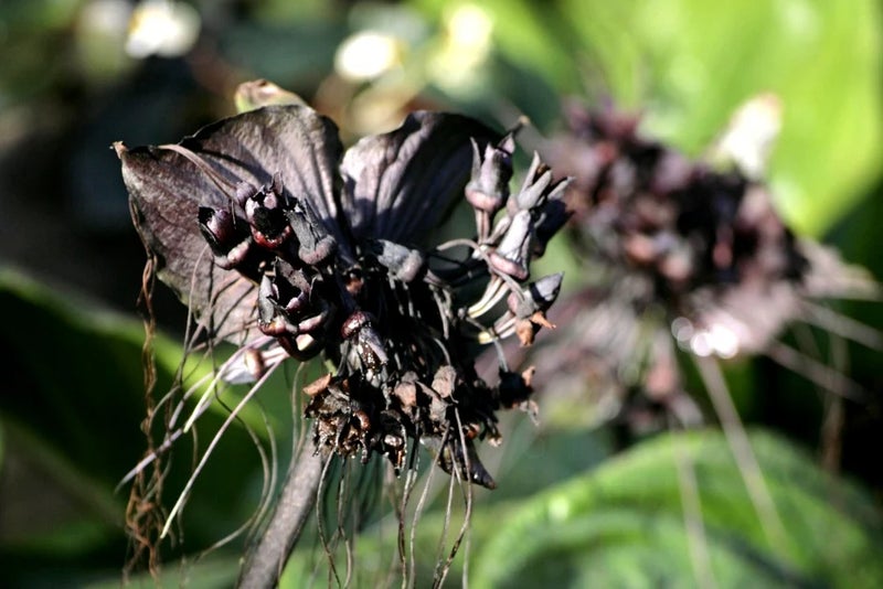 Bat flower
