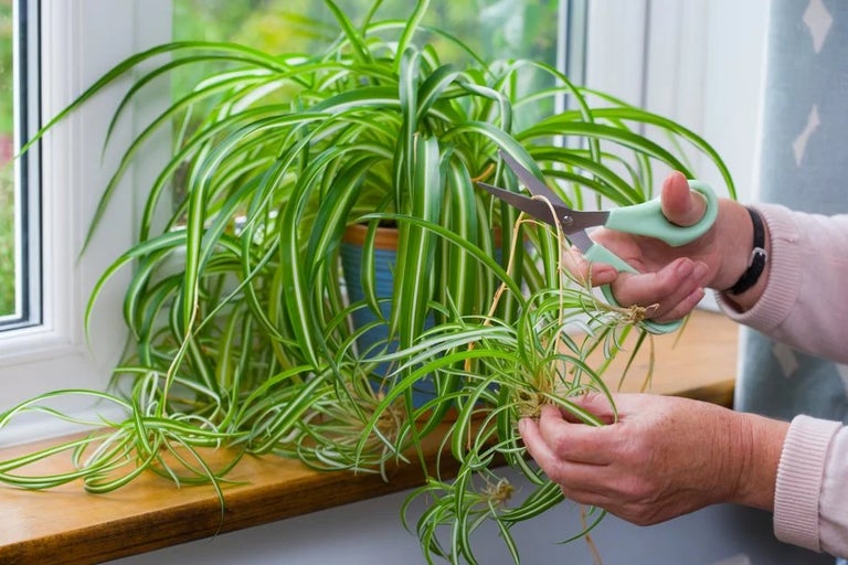 Spider plants