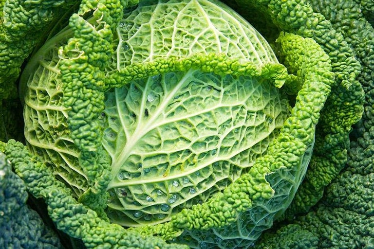 Buy cabbages at RHSplants.co.uk