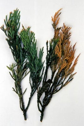 Cypress aphid with sooty mould