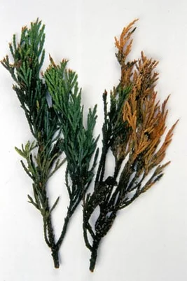 Cypress aphid with sooty mould