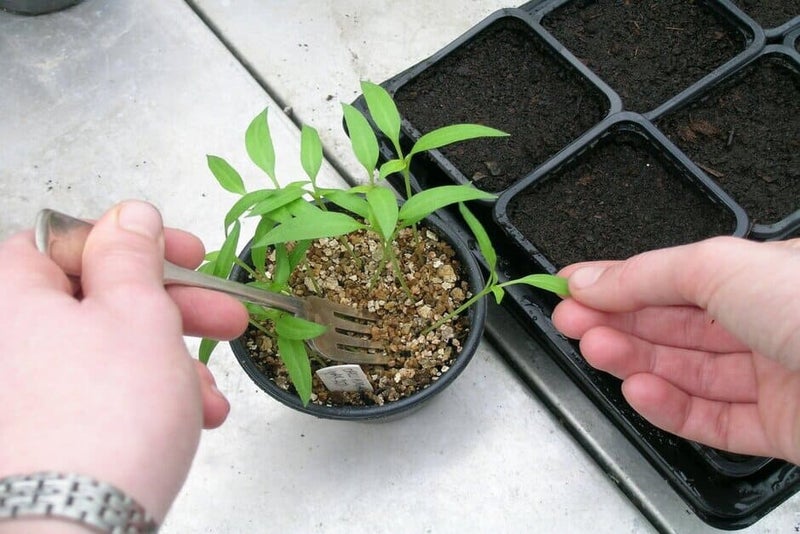 How to grow chilli peppers | RHS Guide