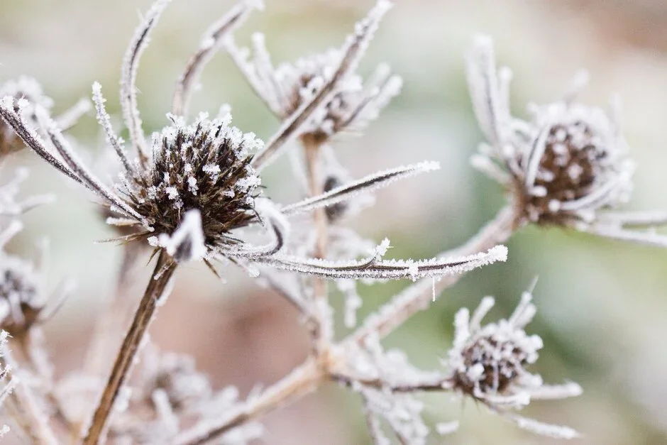 Spectacular seedheads for winter interest and wildlife