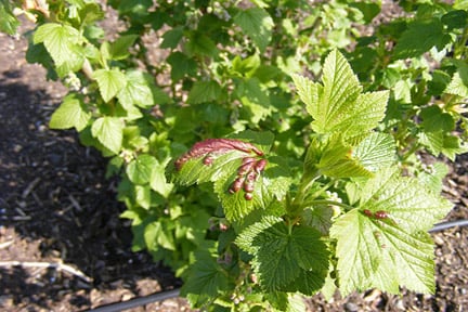 Pruning Redcurrants and Whitecurrants | RHS Advice