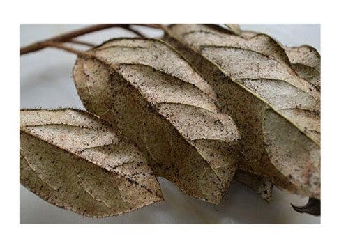 Glasshouse thrips