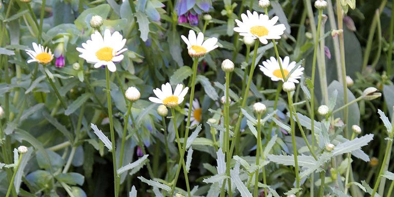 Shop leucanthemums at RHSplants.co.uk