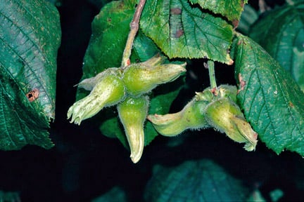 Cobnuts and Filberts: Growing Guide | RHS Advice