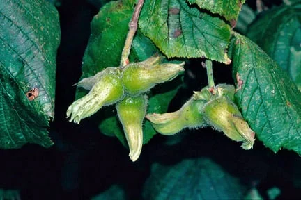 Cobnuts and filberts