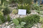 Thumbnail: Evoke Garden Designs: The Trust Links Therapeutic Garden Long Border medal