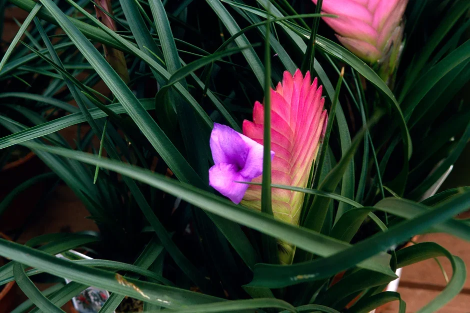 7. Pink quill (Tillandsia cyanea)