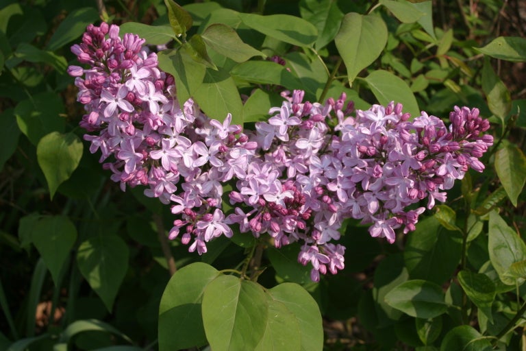 Buy large-flowered lilacs from RHSplants.co.uk