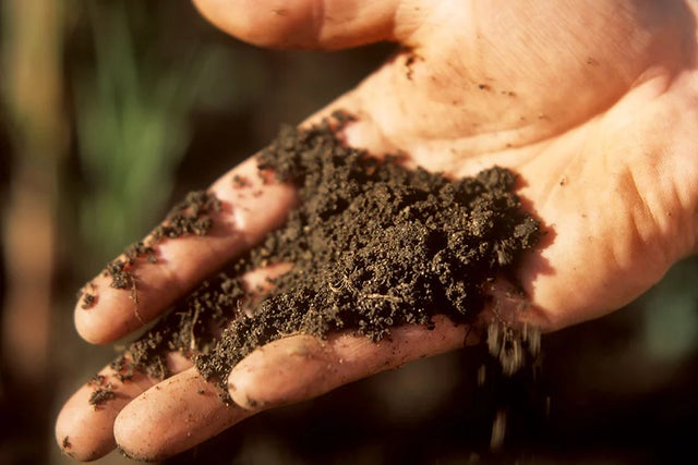 How to care for your soil