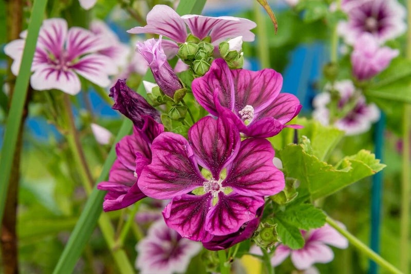 Cottage garden perfection