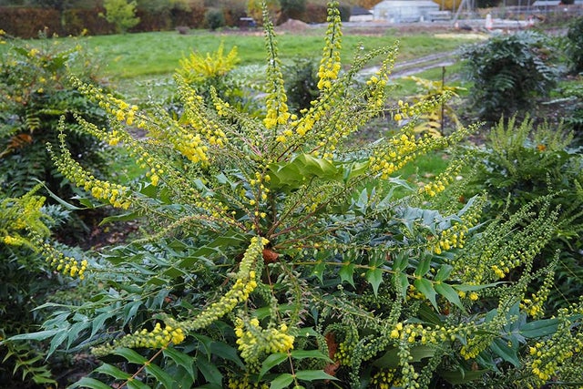 Discover the ongoing trial of <i>Mahonia</i>