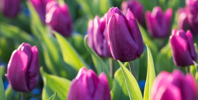 Learn more about tulips