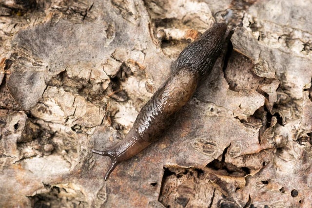Home remedies to stop slugs