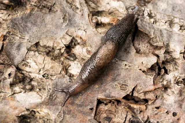 Home remedies to stop slugs