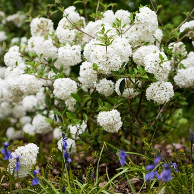 Many flowers, such as <i>Viburnum</i> ‘E���쾱����’, thrive in a clay soil