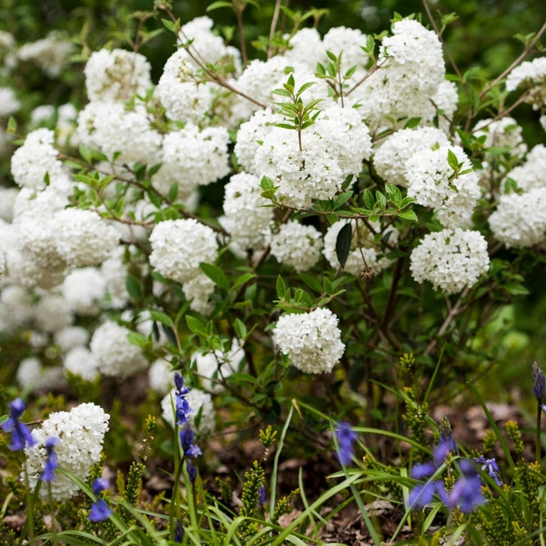 Plants for clay soils with white and blue flowers