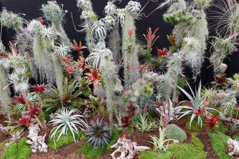 Andy’s Airplants