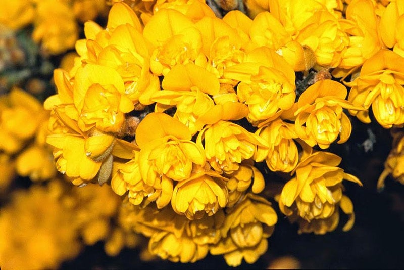 Year-round flowering