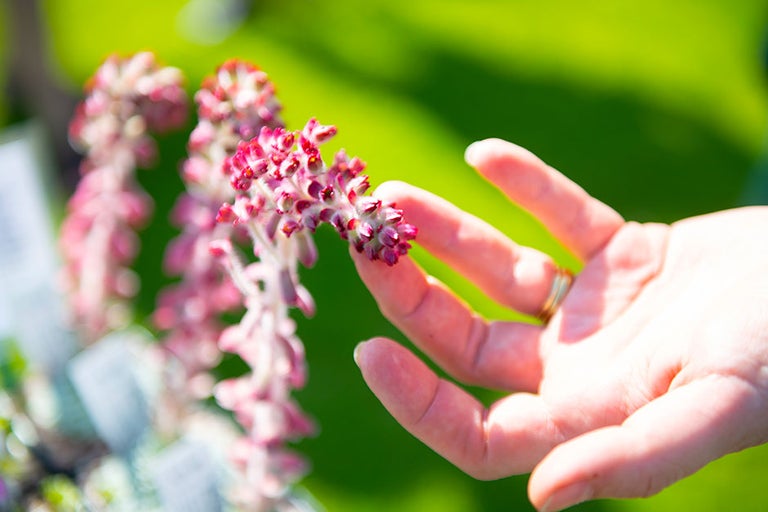 Careers in horticulture