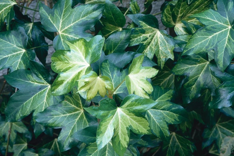 Golden climber