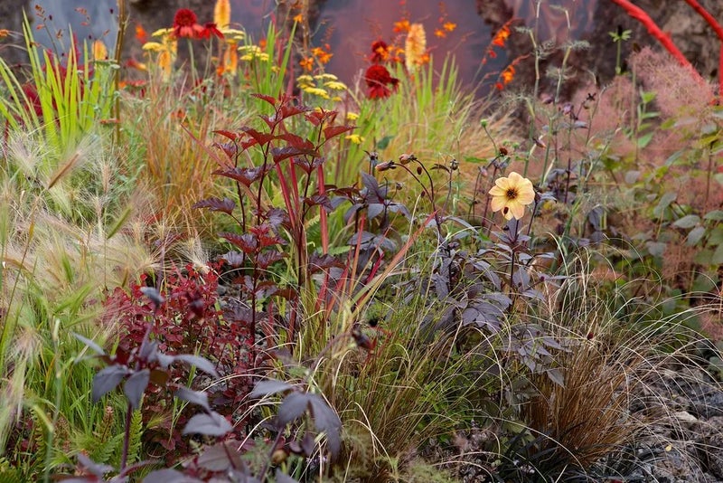 dahlia-among-grasses-RHS-Hampton-2014