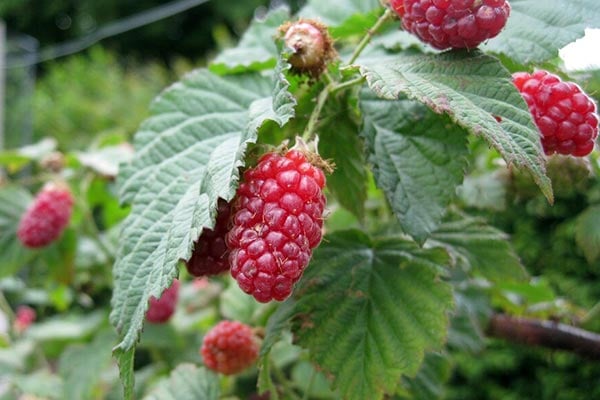 'Tayberry' AGM
