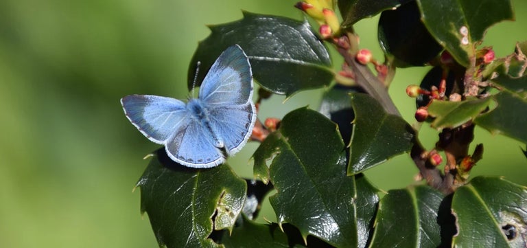 The holly and the ivy – and the holly blue butterfly
