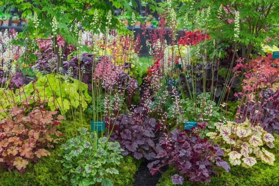 Plantagogo