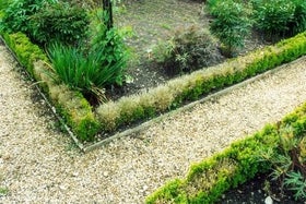 Box blight: Causes, Symptoms & Control | RHS Advice
