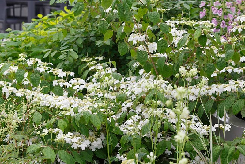 Vital viburnum