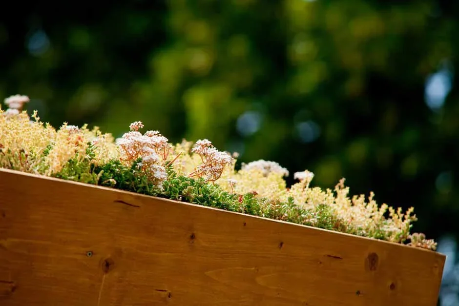 DIY green roofs