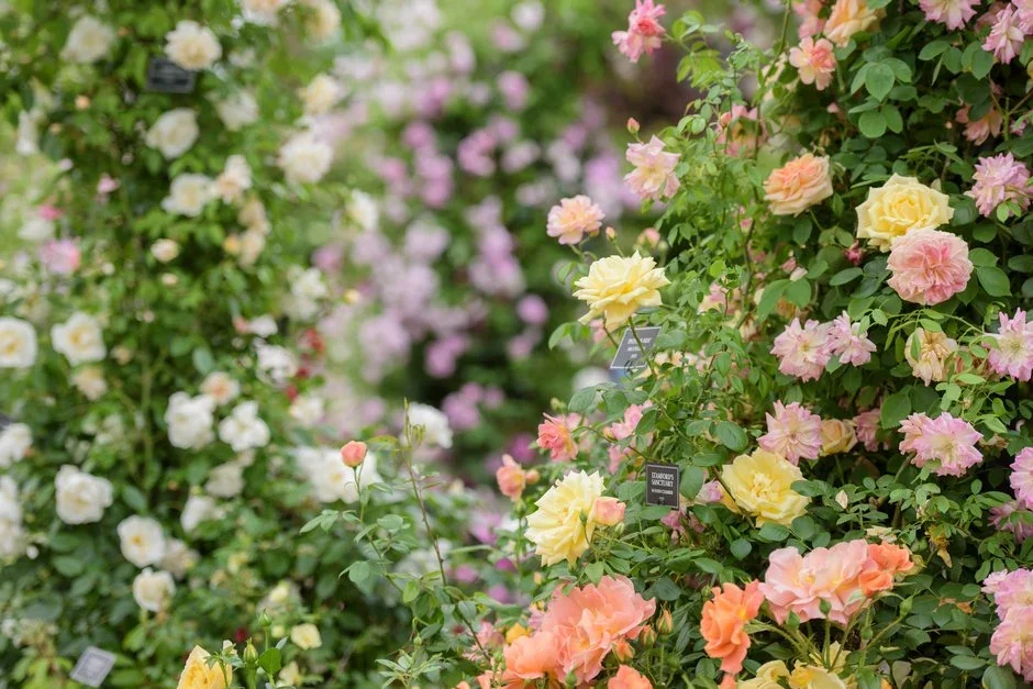 Peter Beales Roses