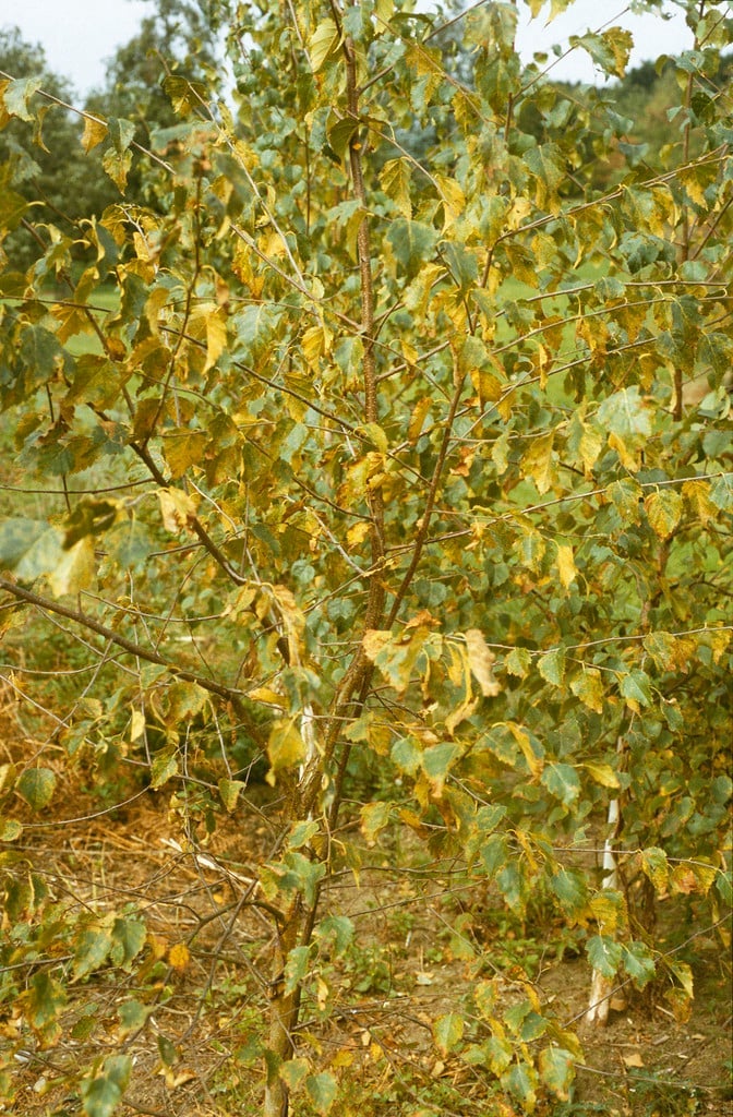 Handle Rust Tree Tree Rusts: Spotting & Treating | RHS Advice