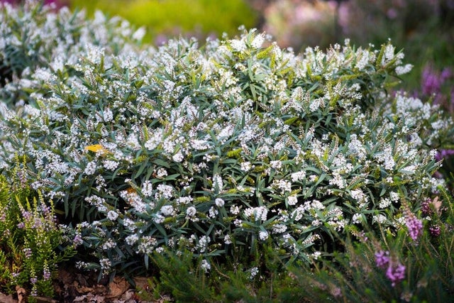 The perfect hebe for your garden