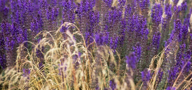 10 award-winning plants for new gardens