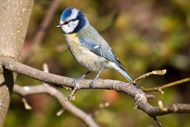 Wildlife gardening