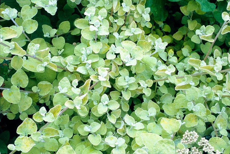 Fresh-look foliage